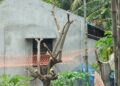 মোংলায় গাছের ডাল কাটাকে কেন্দ্র করে প্রতিপক্ষের হামলায় আহত ৭