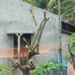 মোংলায় গাছের ডাল কাটাকে কেন্দ্র করে প্রতিপক্ষের হামলায় আহত ৭