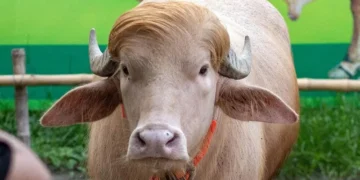 ট্রাম্পের নামে মহিষ নামের বানানও ভুল: চিড়িয়াখানার কিউরেটরকে বদলি